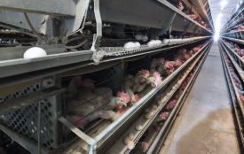 Війна змусила переїхати з Донбасу: як на Вінниччині з новою силою запрацювала птахофабрика