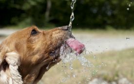 На кількох вулицях не буде світла та води: оперативні дані про відключення 3 липня