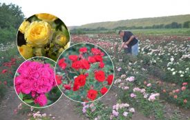Трояндовий рай у Великій Кісниці: родина Гуровських вирощує понад десять тисяч квітів