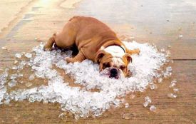 Сонце палитиме в неділю. На Вінниччині очікують до +34°C