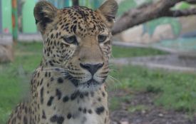 Подільський зоопарк поділився милими світлинами своїх вусатих мешканців
