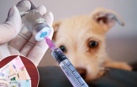 Скільки коштує комплексна вакцина для собак у Вінниці: огляд цін у ветклініках