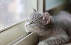 Грудень без сильних морозів і снігу: якою буде погода на Вінниччині цього робочого тижня