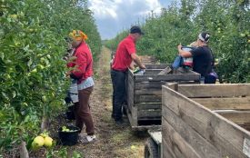 Яблука у магазині по 100 гривень: дізналися прогноз урожаю садів на нинішню осінь