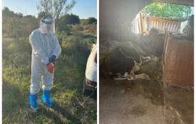 У селі Мала Жмеринка від сказу загинула корова Марта: як захистити себе та тварин