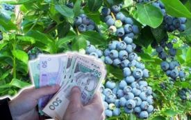 Весняні заморозки підняли ціни на ягоди. Найдорожчою виявилась лохина