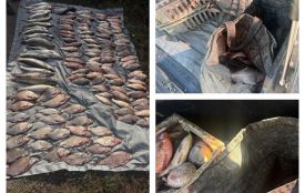Браконьєр 16-ма сітками наловив риби на 277 тисяч. У нього вилучили авто та улов