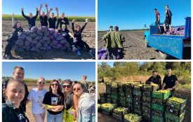 Студенти аграрного університету взялися за збір картоплі, овочів та фруктів на навчальних полях