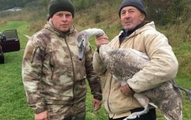 На водоймі в Лука-Мелешківській врятували лебедя, який потрапив у браконьєрську пастку