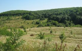 У власність держави повернули ботанічну пам’ятку «Терещуків яр» площею 3,8 гектарів