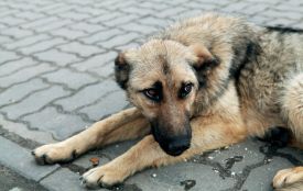 Що робити з безпритульними тваринами у Вінниці? Ми запитали