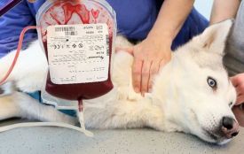 У Вінниці відкрився перший банк крові для котів і собак. Як це працює?