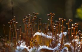 Помаранчевий рівень загрози: Вінниччину накриє потужними заморозками до −5 C