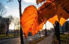 Вітаємо Захара, Миколу та Івана. Історія, заборони та прикмети 21 жовтня