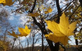 Вінниччину огорнуть найхолодніші дні. Чи чекати ще потепління?