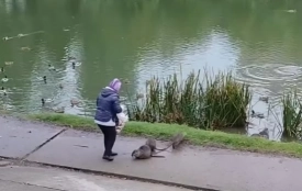 У центрі Хмільника на набережній оселилися пухнасті звірята