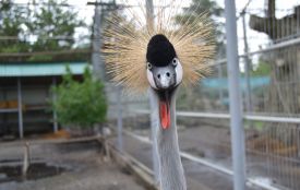 Холодна осінь не до вподоби: птахів Подільського зоопарку почали переселяти до зимівників