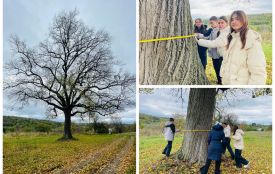 У селі Рівне росте 250-річна липа — жива пам’ять історії та символ громади