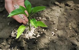 Як розрахувати норму внесення добрив? (Новини компаній)