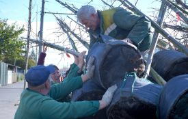 Відновлюють дерева, знищені негодою та вандалами у Вінниці