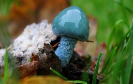 Осіннє диво Вінниччини: грибниця сфотографувала рідкісний бірюзовий гриб