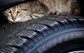 Коти шукають тепло під капотами. Будьте уважні, перш ніж завести авто