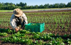 Вінниця аграрна: що вирощують наші фермери у 2025 році?