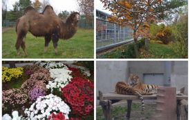 Що побачити у Подільському зоопарку цієї осені і коли він працює