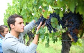 Сьогодні вітаємо виноробів і садівників. Історія, прикмети та забобони 12 листопада