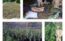 Плантація на мільйони. Судитимуть шістьох ділків, які вирощували коноплю у лісах Вінниччини