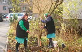 У Вінниці озеленять 98 дворів, де висадять 500 нових дерев