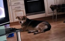 Полінка знайшла нову родину. Історія покинутої собаки з Вінниці, яка пережила ДТП