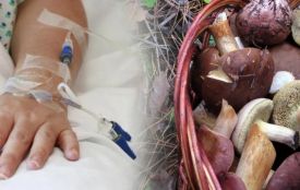 На Вінниччині — нова хвиля отруєнь грибами. Постраждали 14 людей