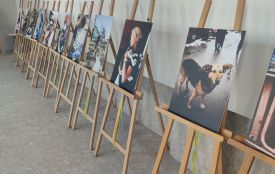 Чотири лапи — тисячі історій: у Вінниці відкривається фотовиставка про роботу зоозахисників у воєнний час