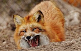 У Хмільнику лисиця зі сказом напала на дитину