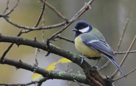 Погода у Вінниці наступного тижня буде мінливою: від морозу до +9° вдень