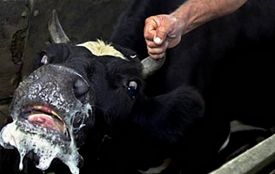 Сказ дістався до худоби: у Вербівці загинула телиця