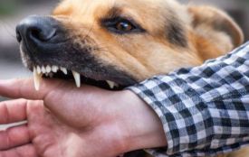 Як уберегтися від сказу після укусу? Поетапні поради медиків