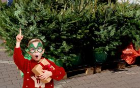 Легальні та екологічні ялинки: на Вінниччині запрацюють 24 офіційні різдвяні ярмарки