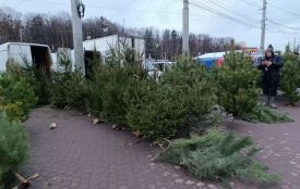 Вінниця готується до свят: визначили перелік офіційних точок продажу ялинок та прикрас