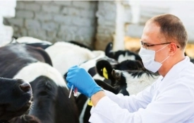 Сказ худоби, котів, собак та навіть борсуків — небезпечна хвороба шириться Вінниччиною