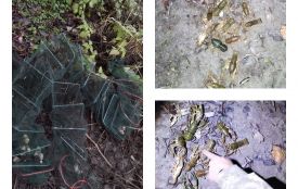 У селі Соколинці спіймали браконьєра: 13 раків потягнули на 43 тисячі збитків