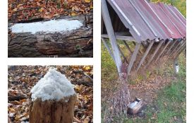 Щоб не йшли до людей. На Вінниччині в лісах поповнили запаси корму для оленів та кабанів