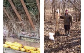 Замкнене коло: чому Козятин потерпає від лисів, а служби розводять руками?