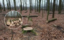 «Бензопили чути навіть удома». Чи законно ріжуть ліс у Прибузькому лісництві?