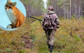У Хмільницькій громаді мисливці будуть відстрілювати хижаків через ризик сказу