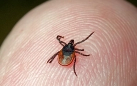 Хвороба Лайма на Вінниччині: зафіксували 23 нових випадки