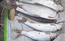 У Могилів‑Подільському районі жінка наловила червонокнижної риби на 70 тисяч гривень