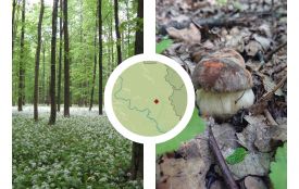 Заповідник більше не приватний: прокуратура відвоювала 114 га лісу