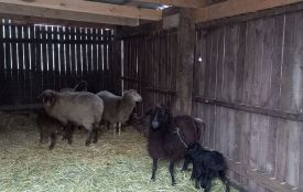 Фото дня: у Подільському зоопарку напередодні Різдва народилися ягнята